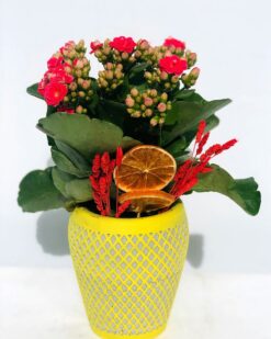 Mariano Desenli Vazoda Kırmızı Kalancuha Çiçeği