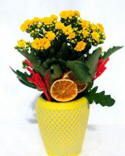 Mariano Desenli Vazoda Sarı Kalancuha Çiçeği