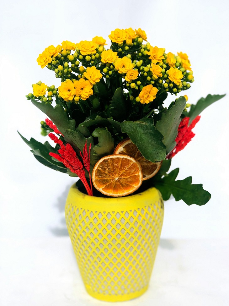 Mariano Desenli Vazoda Sarı Kalancuha Çiçeği