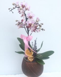 Özel Cam Vazoda Mini Orkide