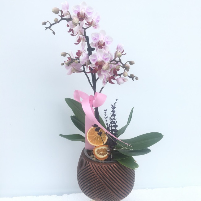 Özel Cam Vazoda Mini Orkide