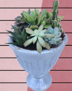 Gold Serisi Saksıda Sukulent Aranjmanı