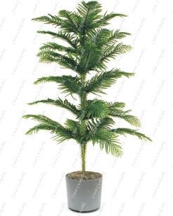 Norfolk Araucaria Salon Çamı C-SAK190