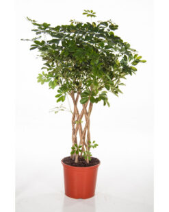 Örgü Şeflera Saksı Çiçeği C-SAK157