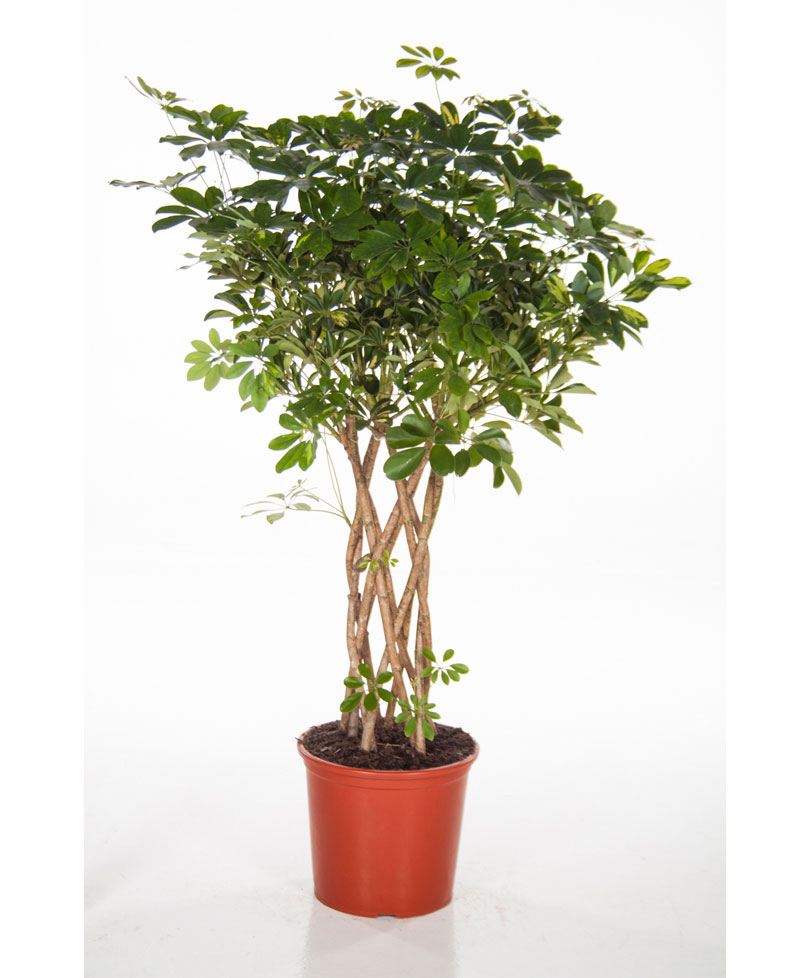 Örgü Şeflera Saksı Çiçeği C-SAK157