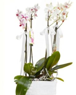 Kırçıllı Beyaz Dört Dal C-OR107