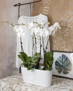 Dört Köklü Beyaz, Orkide C-OR111