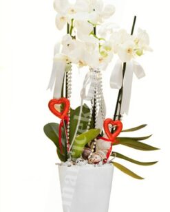 Üç Dal Beyaz Seramikte Beyaz Orkide C-OR108