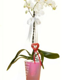 Beyaz Orkide Çift Dal Pembe Vazo C-OR106