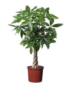 Pakira Saksı Çiçeği