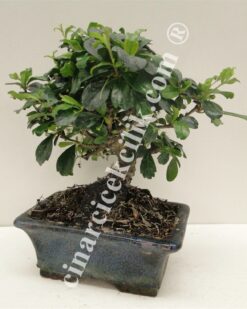 Pagano Bonsai Carmona