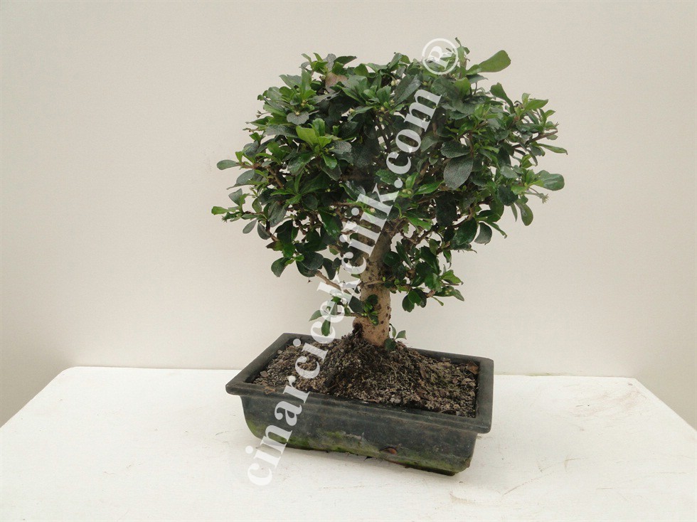 Pagano Bonsa Carmona 20