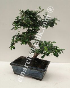 Bonsai Cormano Ağaç (Orta Boy)