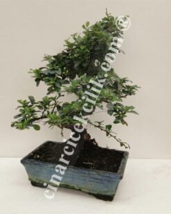 Pagano Bonsai Carmona Palci