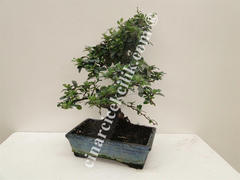 Pagano Bonsai Carmona Palci