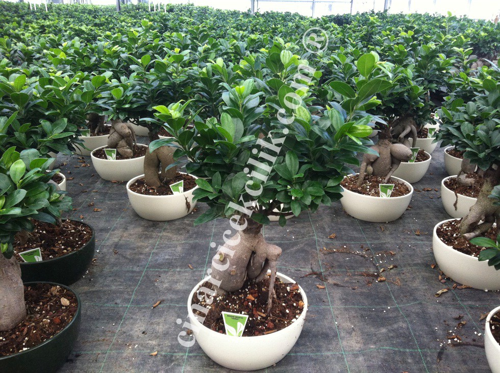 Ginseng Bonsai Ortaboy