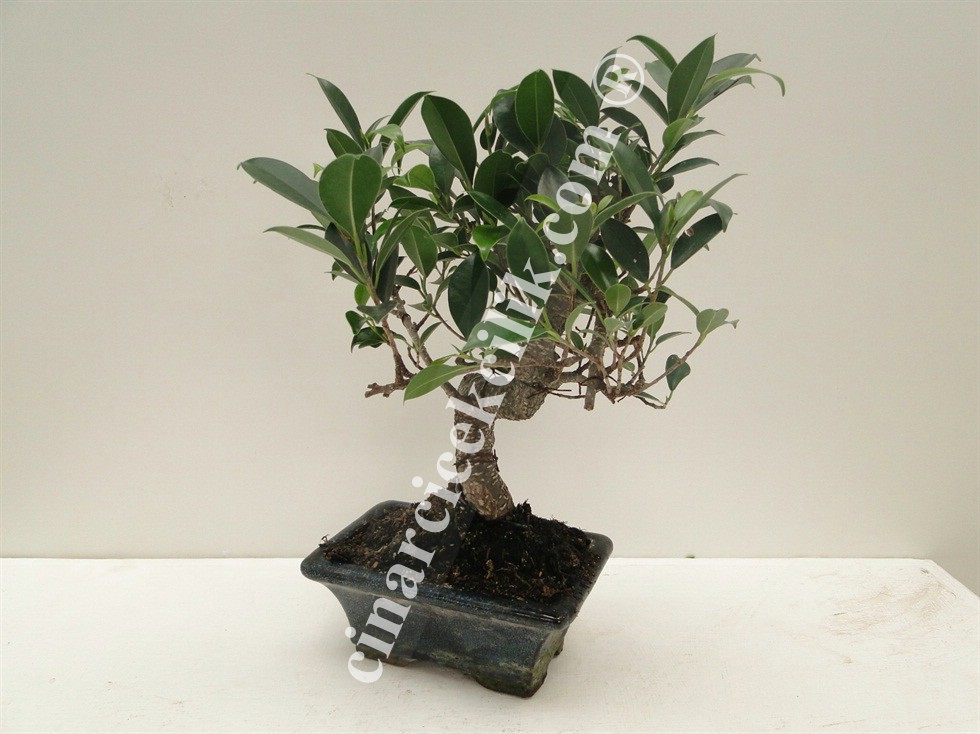 Pagano Bonsai Ficus Retusa (15)