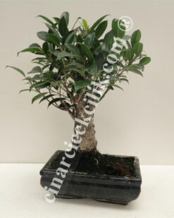 Pagano Bonsai Ficus Retusa (20)