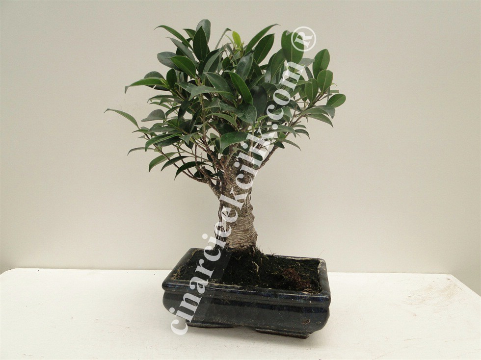 Pagano Bonsai Ficus Retusa (20)