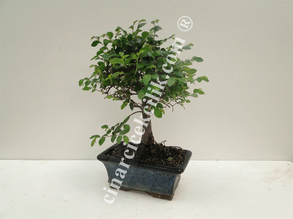 Pagano Bonsai Zelkova Ağacı 15