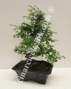 Pagano Bonsai Ağacı Zelkova 20