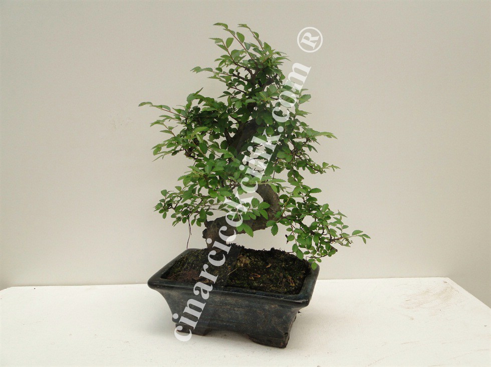 Pagano Bonsai Ağacı Zelkova 20
