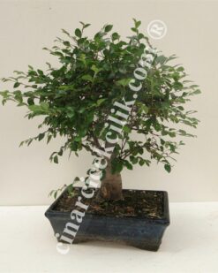 Pagano Bonsai Zelkova 25