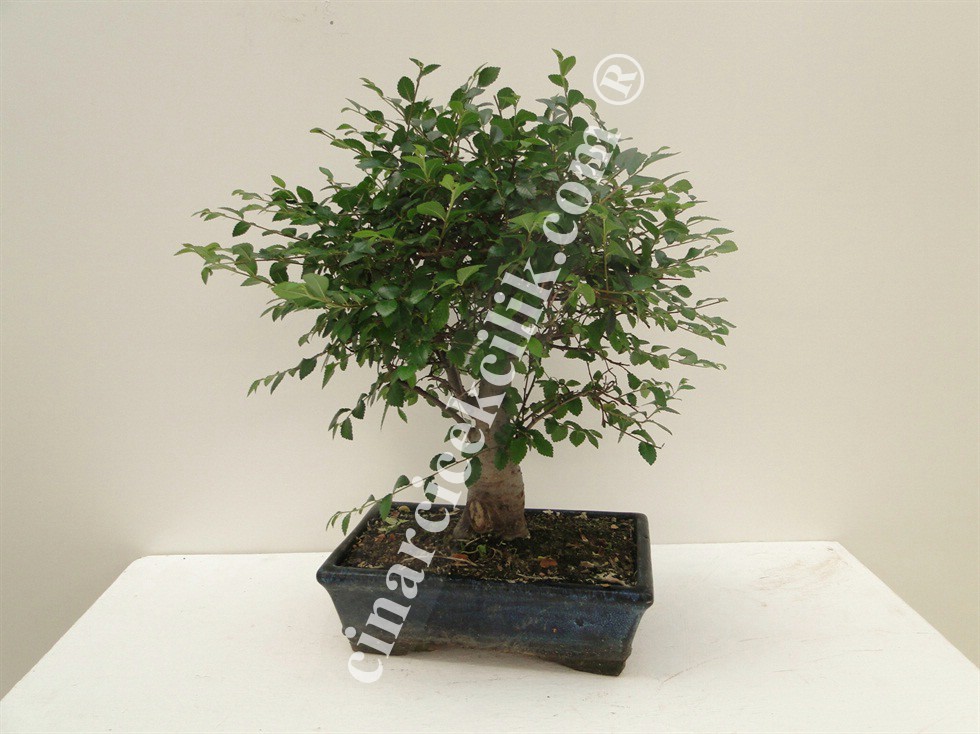 Pagano Bonsai Zelkova 25