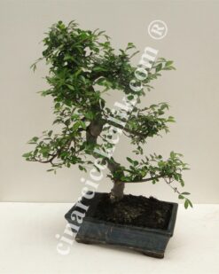 Pagano Bonsai Zelkova Agaç (orta boy)