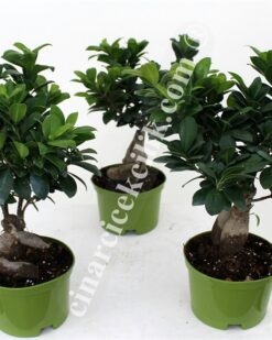 Pagano Piante Bonsai Ginseng