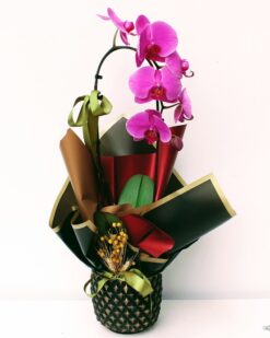 Elana Özel Vazoda Çiftli Pembe Orkide