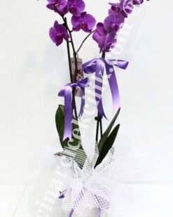 Pembe İkili Orkide C-OR115