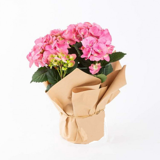 Saksı Çiçeği Pembe Ortanca (Hydrangea)
