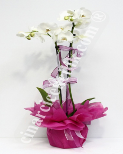 Beyaz İki Kök Orkide C-OR118