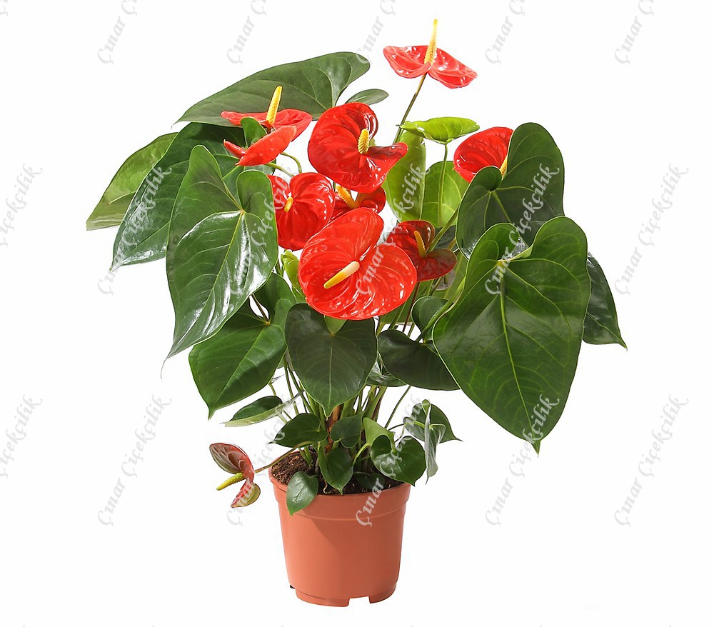 Prens Truncu Antorium C-SAK123