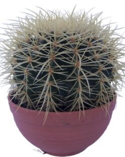 İnci Serisi, Günışığım Canlı Kaktüs