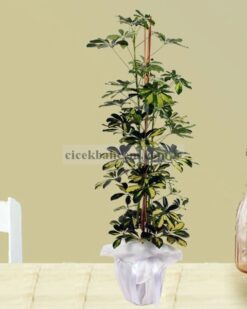 Şeftera orta boy Saksı Çiçeği