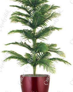 Araucaria Salon Çamı C-SAK188