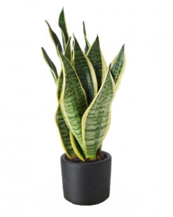 Sansevieria Saksı Çiçeği
