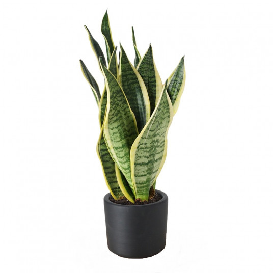 Sansevieria Saksı Çiçeği