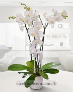 Beyaz Seramik İki Köklü Orkide C-OR116