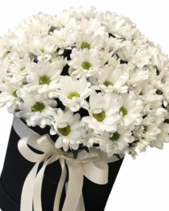 Kutu İçinde Beyaz Papatya