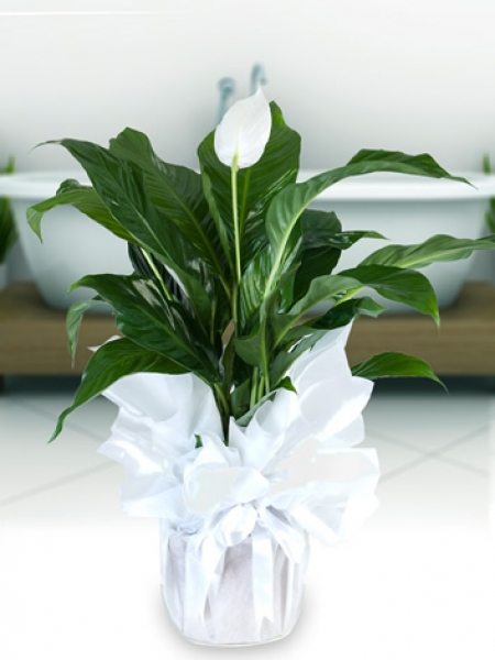 FRENCH Beyaz Çiçekli Spatifilyum Saksı Çiçeği
