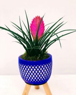 ADELAIDE Dekoratif Ayaklı Vazo Trilencia (Pembe)