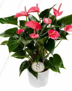 Star Pembe Antorium C-SAK120