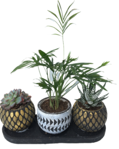 ICONE Desenli Vazoda 3 Lü Saksı