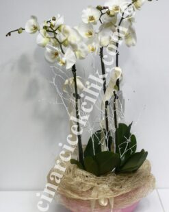 Üç Kökluü Beyaz Orkide C-OR123