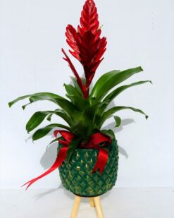 MARBLE Desenli Vazoda Vriesta Saksı Çiçeği