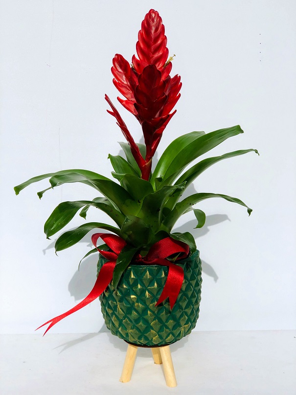 MARBLE Desenli Vazoda Vriesta Saksı Çiçeği