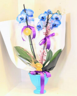 Mavi Orkide Blue Orkide C-OR112